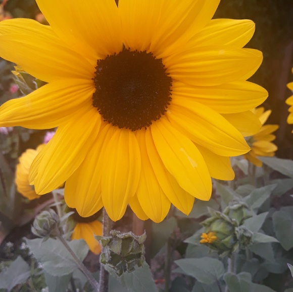 Meet your Posher, Patricia - Picture 1 of 1